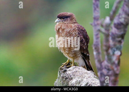 Chimango Caracara (Milvago chimango) in appoggio sull'isola di Chiloe in Los Lagos regione del Cile. Foto Stock