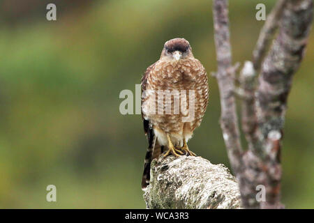 Chimango Caracara (Milvago chimango) in appoggio sull'isola di Chiloe in Los Lagos regione del Cile. Foto Stock