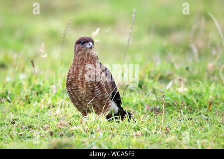 Chimango Caracara (Milvago chimango) in appoggio sull'isola di Chiloe in Los Lagos regione del Cile. Foto Stock