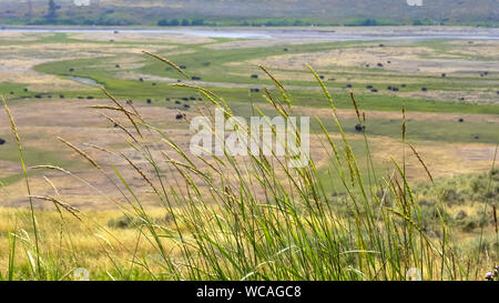 Profondità di campo per colpo di erba e bison nella lamar valley, yellowstone Foto Stock