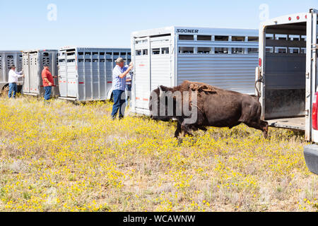 Un bisonte Americano è rilasciato da un rimorchio di quarantena dopo essere stato trasferito a Ft. Peck Prenotazione Indiana agosto 19, 2019 a Fort Peck, Montana. Cinquantacinque bisonti selvaggi sono stati trasferiti da Yellowstone per aiutare a stabilire una popolazione di animali in terre dove una volta si aggiravano in milioni. Foto Stock