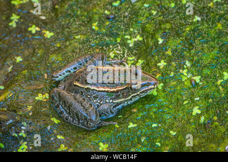 Adult Plains Leopard Frog (Lithobates blairi) in Cattail Marsh habitat, Castle Rock Colorado US. Foto scattata a fine agosto. Foto Stock