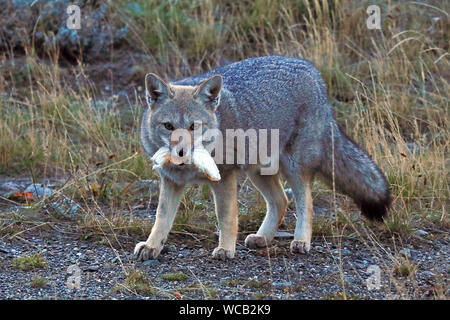 Un selvaggio South American Grey Fox scavenges un panino ad un porto di traghetto in cileno Tierra del Fuego. Foto Stock