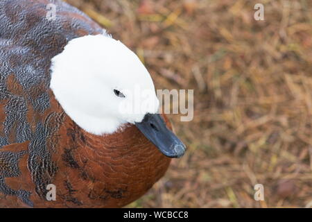 Primo piano immagine di un paradiso femmina shelduck (Tadorna variegata) endemico della Nuova Zelanda con copia spazio. Foto Stock