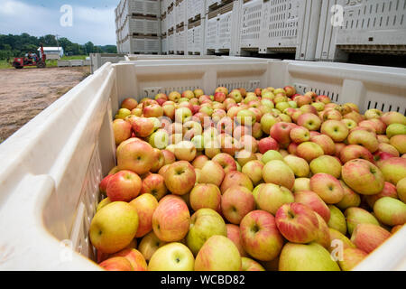 Appena raccolto mele attendere prima di essere spediti al Adams County Nursery Agosto 15, 2019 in Aspers, Pennsylvania. Il vivaio utilizza il reparto agricolo H-2a visa program per riempire le loro esigenze di forza lavoro con honduregni lavoratori migranti durante il raccolto. Adams County vivaio è stata un impresa famigliare per cinque generazioni. Foto Stock