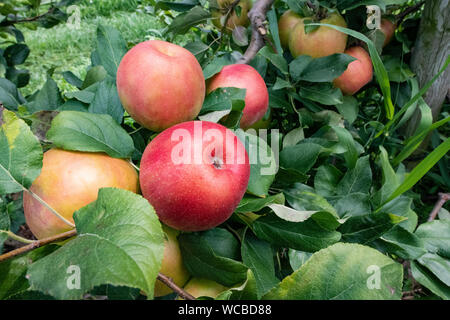 Mele mature di aspettare di essere raccolti presso la Adams County Nursery Agosto 15, 2019 in Aspers, Pennsylvania. Il vivaio utilizza il reparto agricolo H-2a visa program per riempire le loro esigenze di forza lavoro con honduregni lavoratori migranti durante il raccolto. Adams County vivaio è stata un impresa famigliare per cinque generazioni. Foto Stock