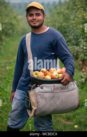 Un honduregno lavoratore migrante il raccolto le mele in Adams County Nursery Agosto 15, 2019 in Aspers, Pennsylvania. Il vivaio utilizza il reparto agricolo H-2a visa program per riempire le loro esigenze di forza lavoro durante la mietitura. Adams County vivaio è stata un impresa famigliare per cinque generazioni. Foto Stock