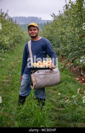 Un honduregno lavoratore migrante il raccolto le mele in Adams County Nursery Agosto 15, 2019 in Aspers, Pennsylvania. Il vivaio utilizza il reparto agricolo H-2a visa program per riempire le loro esigenze di forza lavoro durante la mietitura. Adams County vivaio è stata un impresa famigliare per cinque generazioni. Foto Stock