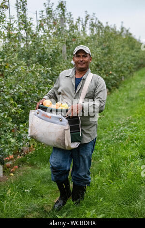 Un honduregno lavoratore migrante il raccolto le mele in Adams County Nursery Agosto 15, 2019 in Aspers, Pennsylvania. Il vivaio utilizza il reparto agricolo H-2a visa program per riempire le loro esigenze di forza lavoro durante la mietitura. Adams County vivaio è stata un impresa famigliare per cinque generazioni. Foto Stock