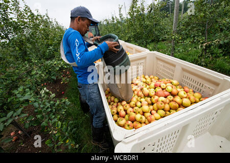 Un honduregno lavoratore migrante il raccolto le mele in Adams County Nursery Agosto 15, 2019 in Aspers, Pennsylvania. Il vivaio utilizza il reparto agricolo H-2a visa program per riempire le loro esigenze di forza lavoro durante la mietitura. Adams County vivaio è stata un impresa famigliare per cinque generazioni. Foto Stock