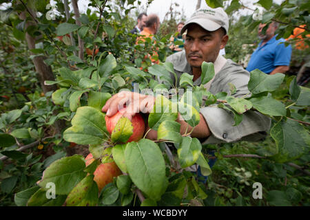 Un honduregno lavoratore migrante il raccolto le mele in Adams County Nursery Agosto 15, 2019 in Aspers, Pennsylvania. Il vivaio utilizza il reparto agricolo H-2a visa program per riempire le loro esigenze di forza lavoro durante la mietitura. Adams County vivaio è stata un impresa famigliare per cinque generazioni. Foto Stock