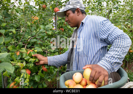 Un honduregno lavoratore migrante il raccolto le mele in Adams County Nursery Agosto 15, 2019 in Aspers, Pennsylvania. Il vivaio utilizza il reparto agricolo H-2a visa program per riempire le loro esigenze di forza lavoro durante la mietitura. Adams County vivaio è stata un impresa famigliare per cinque generazioni. Foto Stock