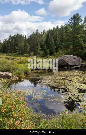 Grande masso in acqua in una zona paludosa di Algonquin Park con fitta foresta e vegetazione acquatica. Foto Stock