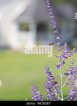 Un po' di bee vola vicino ad un alto Purple Sage russo pianta con una casa colonica sfocata in background Foto Stock
