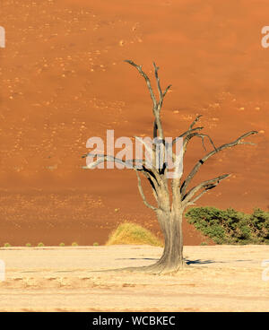 Deadvlei è la rinomata località di alberi che sono stati morti per oltre 900 anni nel deserto del Namib. Foto Stock