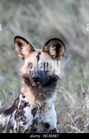 L Africano cane selvatico, chiamato anche Capo Caccia un cane o un dipinto di cane, tipicamente roams pianure e boschi radi dell Africa sub-sahariana. Foto Stock