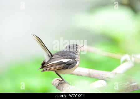 Oriental Magpie Robin Juvenile /Copsychus saularis Foto Stock