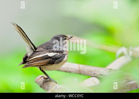 Oriental Magpie Robin Juvenile /Copsychus saularis Foto Stock