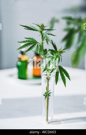 Cannabis leaf e bush in vitro. La coltivazione di cannabis concetto per olio, scopi medici. Foto Stock
