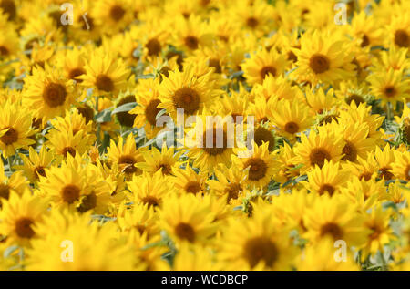 Un campo pieno di girasoli crescono in un prato di fiori selvaggi. Esse sono state coltivate per alimentare la fauna selvatica durante i mesi invernali. Foto Stock