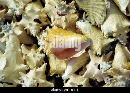 Impilati gusci vuoti della regina conches (Strombus gigas), ex delicatezza, oggi tutelati, Bonaire, Antille olandesi Foto Stock