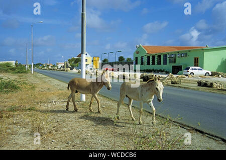 Asino selvaggio, dappertutto per trovare su Bonaire, alcuni posti hanno anche segni di avvertenza in strada, Bonaire, Antille olandesi Foto Stock