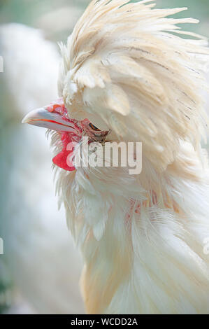 Primo piano della Araucana bianco di pollo. Bella bianca Araucana polli prelevati con profondità di campo ridotta. Foto Stock