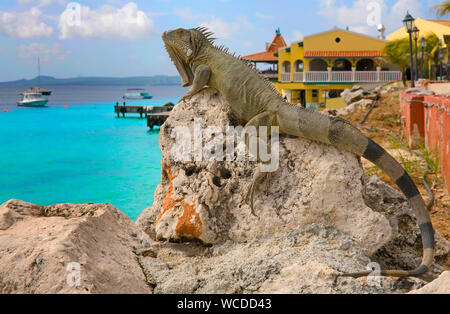 Verde (Iguana Iguana iguana) a Buddy Dive Resort, dappertutto per trovare su Bonaire, Antille olandesi Foto Stock