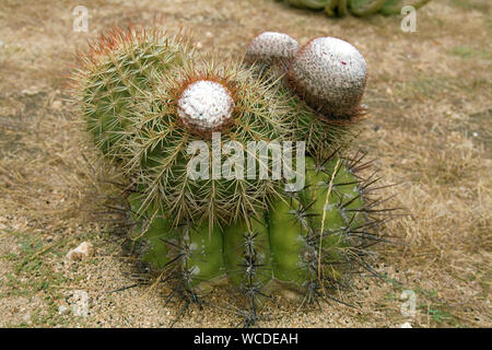 Golden Barrel Cactus (Echinocactus grusonii), Washington Slagbaai National Park, STINAPA, Bonaire, Antille olandesi Foto Stock