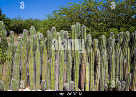 Recinzione naturale fatto di enormi cactus (Cactaceae), Bonaire, Antille olandesi Foto Stock