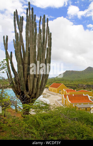 Enorme cactus (Cactaceae) a Boka Slagbaai, a nord-ovest di Washington Slagbaai National Park, STINAPA, Bonaire, Antille olandesi Foto Stock