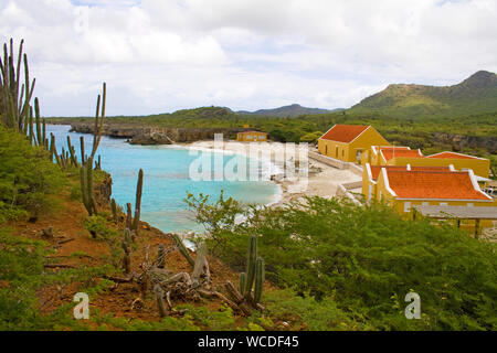 Cactus (Cactaceae) a Boka Slagbaai, a nord-ovest di Washington Slagbaai National Park, STINAPA, Bonaire, Antille olandesi Foto Stock