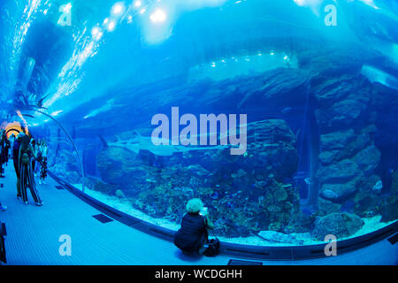 L'immagine di Dubai Aquarium nel centro commerciale di Dubai, UAE Foto Stock