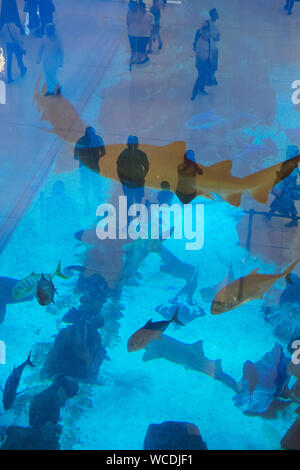 L'immagine di turista in acquario nel centro commerciale di Dubai, UAE Foto Stock