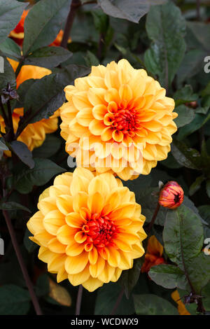 Dahlia 'David Howard' fiori closeup, estate, Regno Unito Foto Stock