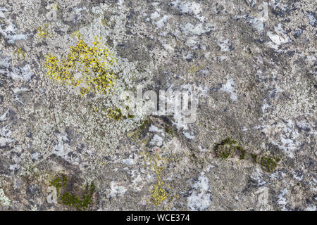 In prossimità di una superficie di roccia con il lichen. Alta risoluzione full frame sfondo a trama. Foto Stock