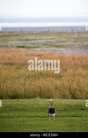 Graylag goose (Anser anser) sulle barene a Juist, Est Isole Frisone, Germania. Foto Stock