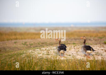 Graylag oche (Anser anser) sulle barene a Juist, Est Isole Frisone, Germania. Foto Stock