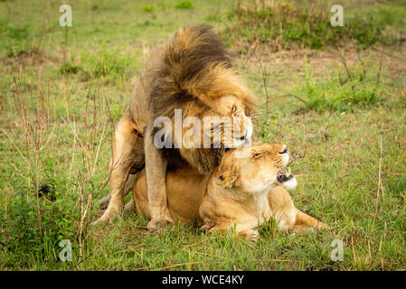 Leone maschio morde leonessa coniugata in erba Foto Stock