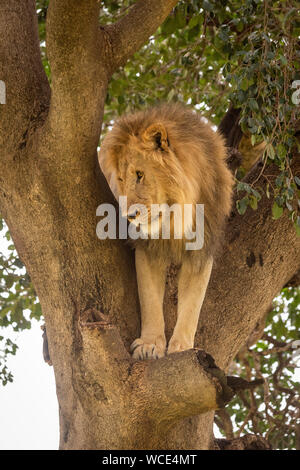 Leone maschio sorge nella struttura ad albero con lo sguardo verso il basso Foto Stock