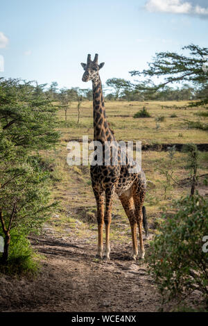 Masai giraffe sorge sulla via tra gli alberi Foto Stock