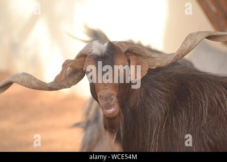 Capra con differente tipo di corna Foto Stock