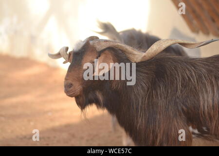 Capra con differente tipo di corna Foto Stock
