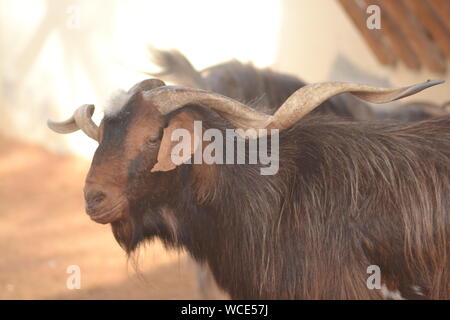 Capra con differente tipo di corna Foto Stock