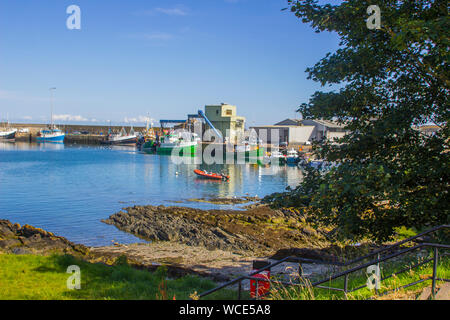 8 agosto 2019 le navi per la pesca a strascico in corrispondenza della banchina per il week-end di Ardglass Harbour contea di Down Irlanda del Nord Foto Stock