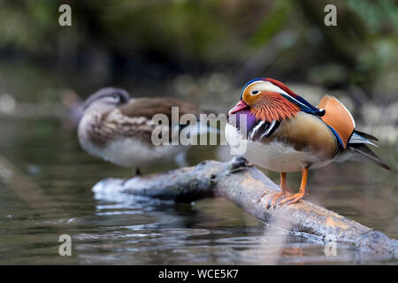 Coppia di mandarino; Aix galericulata; Devon, Regno Unito Foto Stock