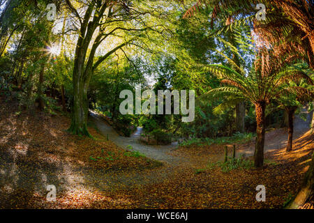 Giardino Trebah; autunno; Cornovaglia; Regno Unito Foto Stock