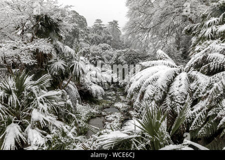 Giardino Trebah; neve; Cornovaglia; Regno Unito Foto Stock