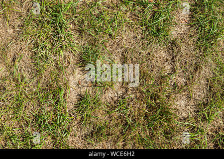 Erba asciutta a causa di calda estate in un giardino Foto Stock