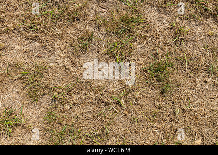 Erba asciutta a causa di calda estate in un giardino Foto Stock